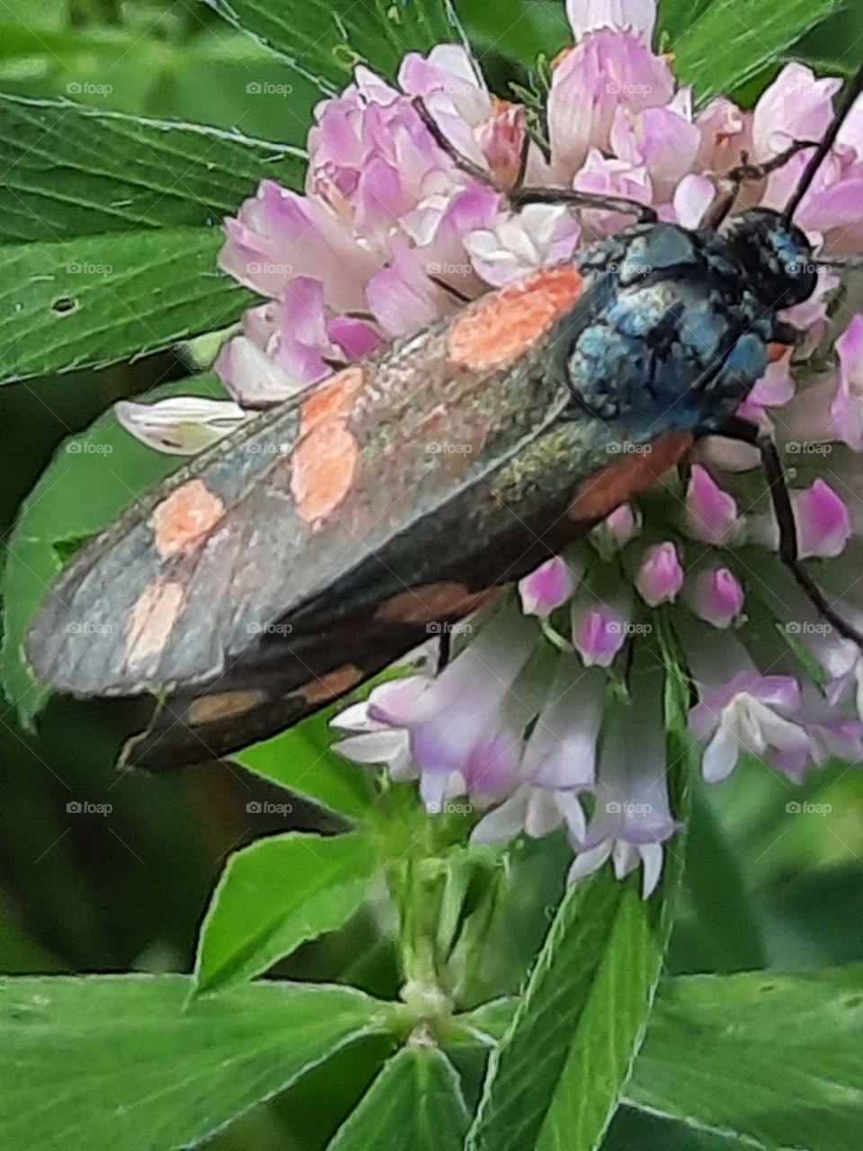 dotted large insect on a clover