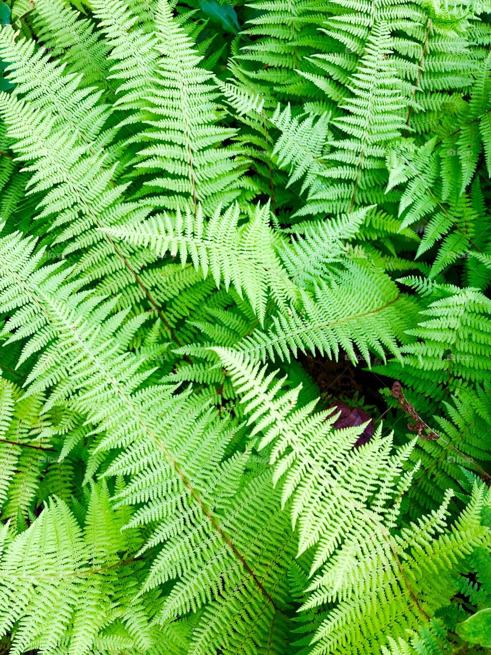 Ferns I the forest