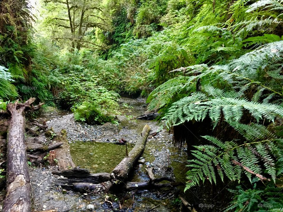 Creek and fern and trees