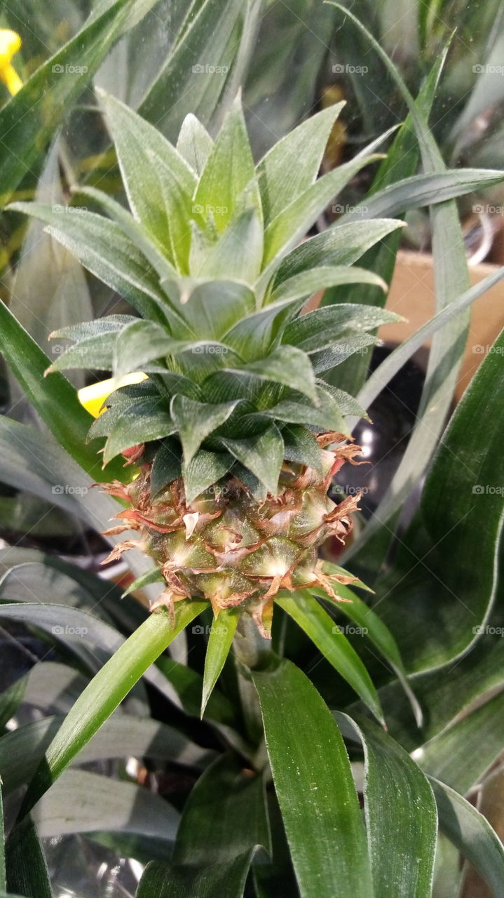 Ananas