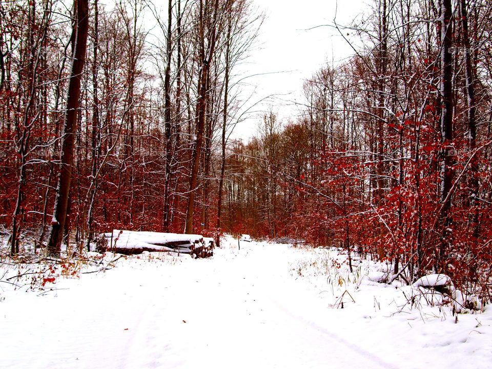 walking through a forest with red leaves and snow