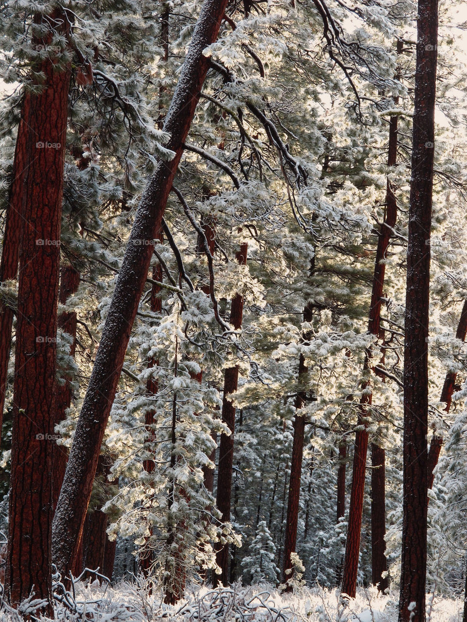 snow winter trees sunrise by hddatmyers