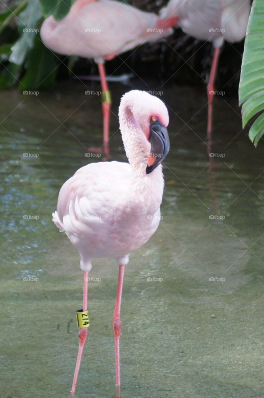 Flamingo 274
