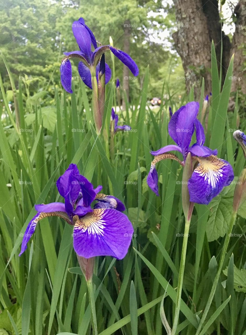 Several Iris sanguinea stand proudly, their vibrant purple petals contrasting beautifully against the fresh green leaves. The blossoms, with their delicate, ruffled edges, create a striking display of color, capturing the full essence of spring.