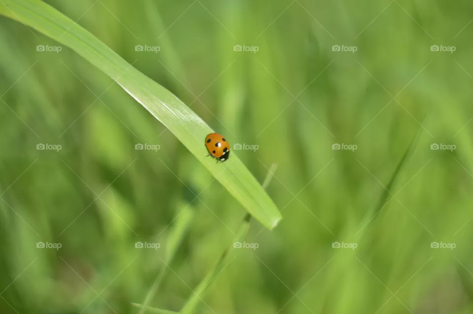macro beetle