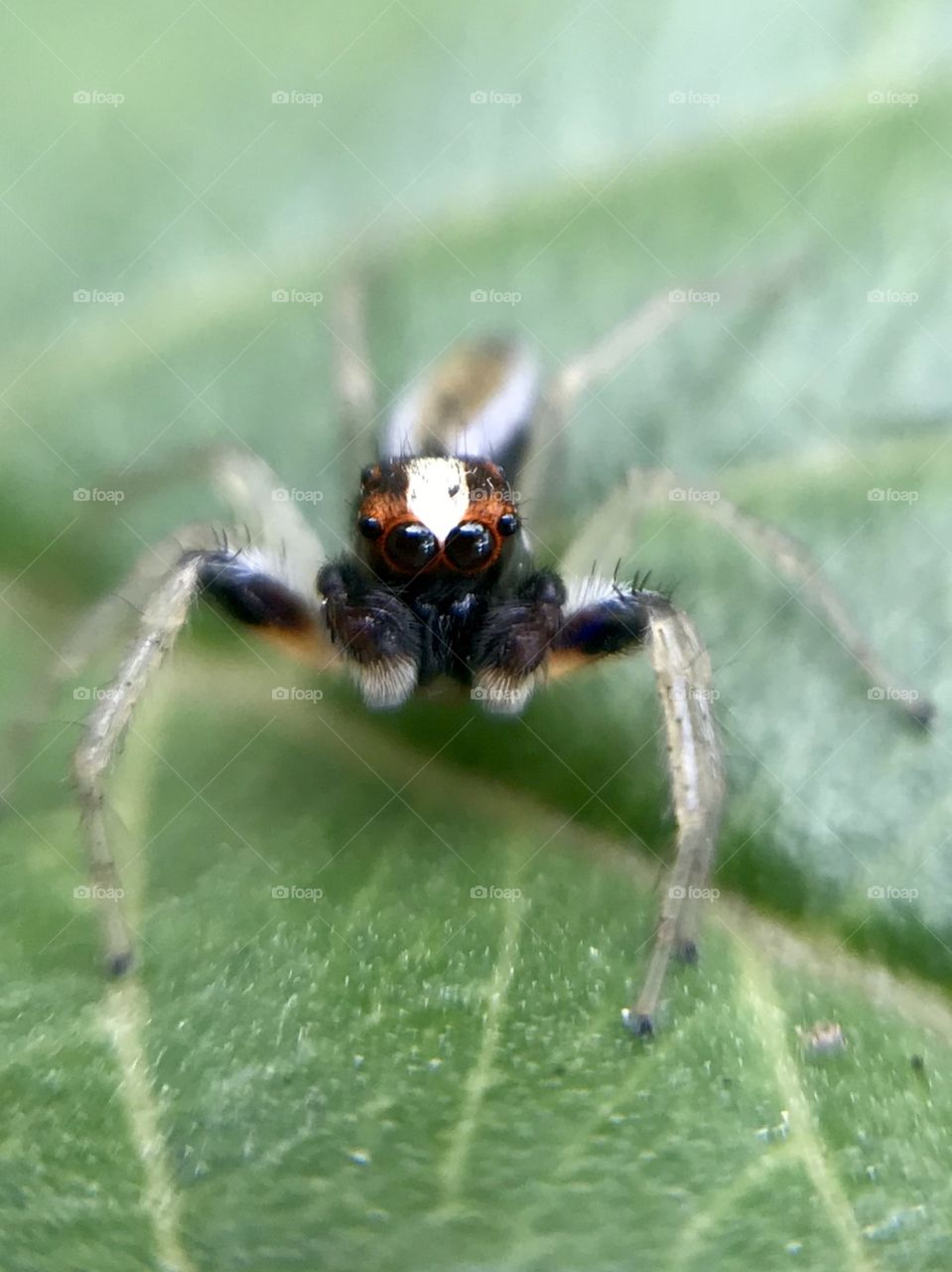 Beautiful spider | Photo with iPhone 7 + Macro lens.