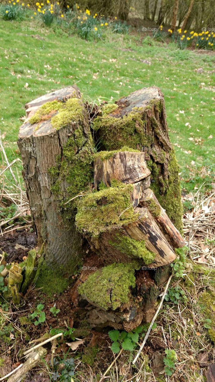 Mossy Tree Stump