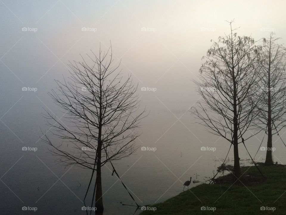 Foggy grey morning on the lake. It is silent and the scenery is shrouded in mystery. 