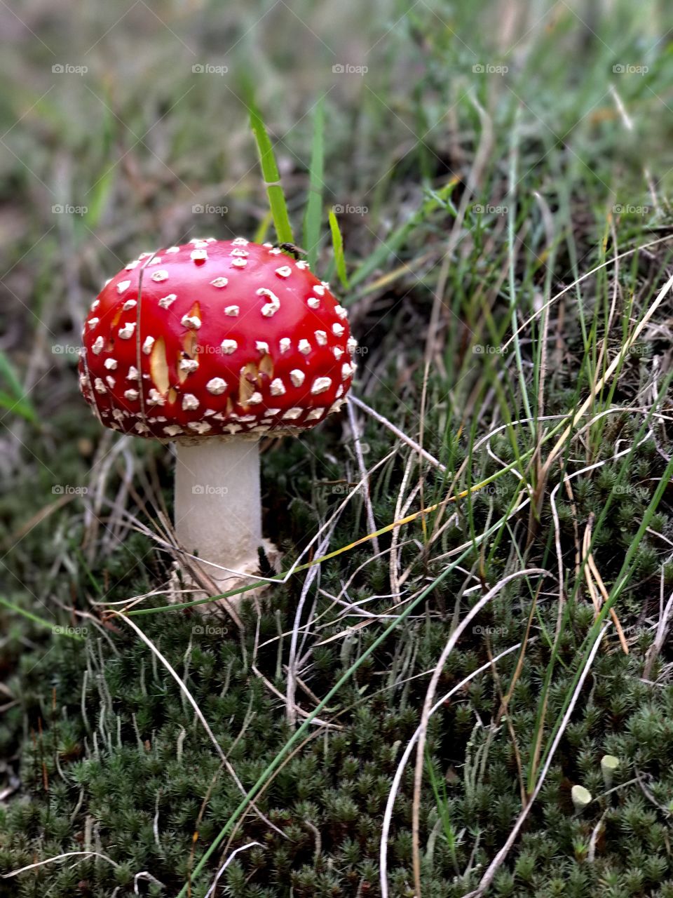 Fly agaric. Moss. 