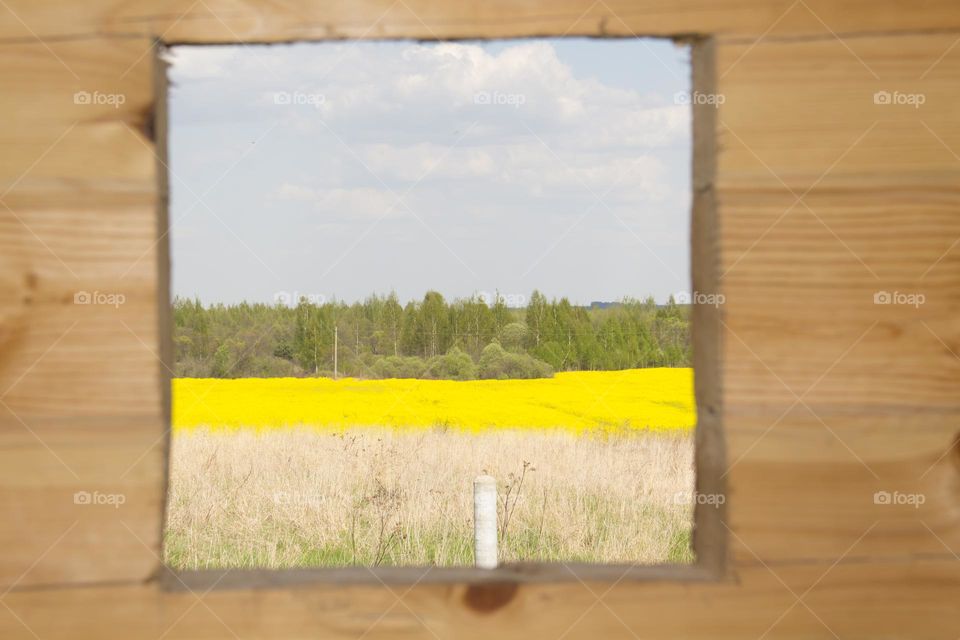 Spring flowering of trees and flowers on a sunny day in spring.