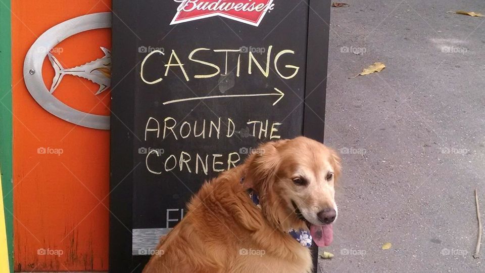 Acting dog