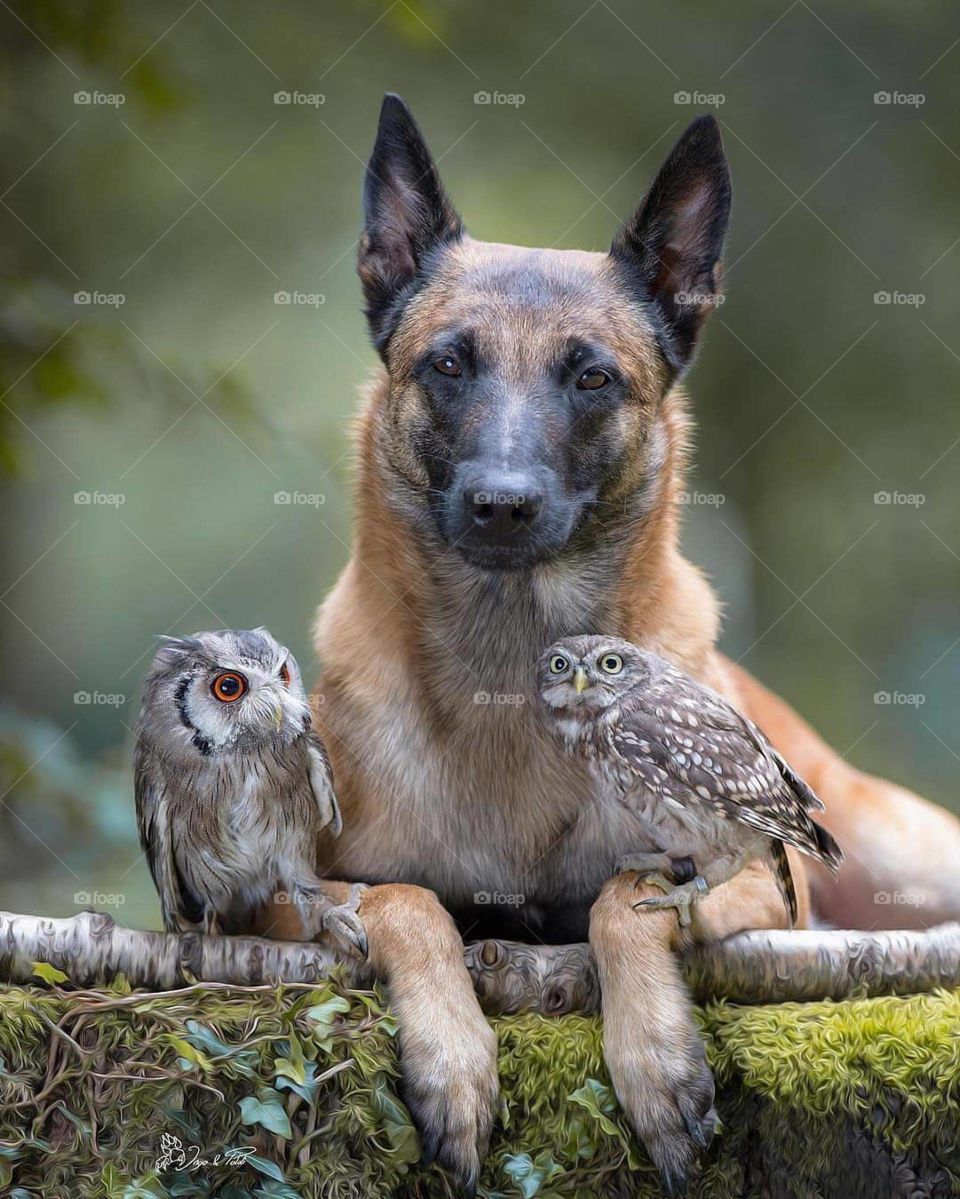 Our beautiful indian dog with two owl bird. This beautiful picture of Kanha National Park is nestled in the Maikal range of Satpuras in Madhya Pradesh, India.