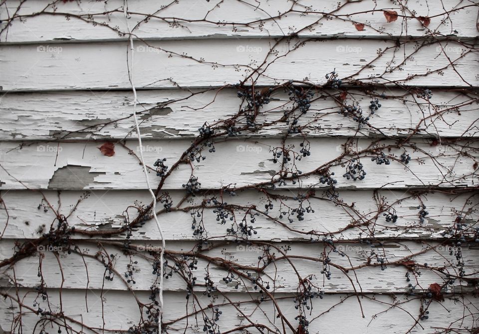 Close-up of vine growth