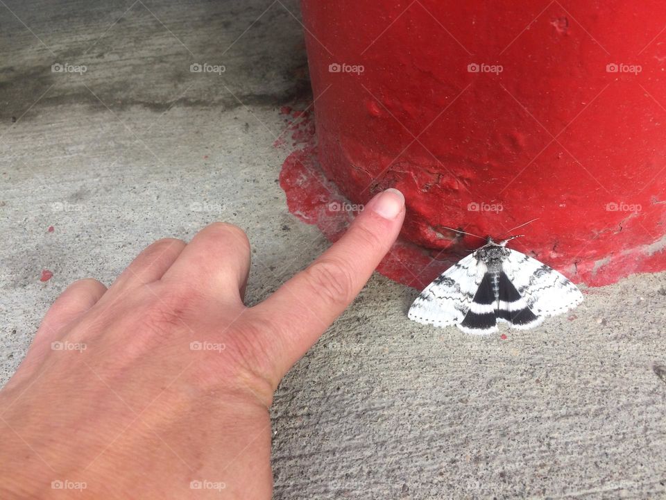 Middle aged lady’s hand, measuring this white and black butterfly with her un manicured pointer finger 