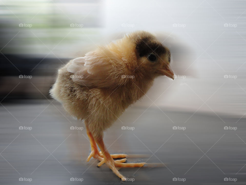 chick baby hen