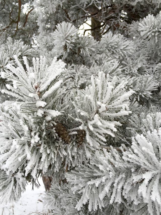 Winter trees
