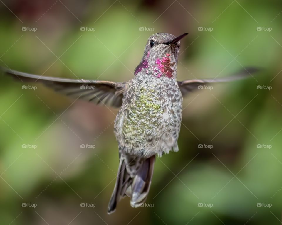 Anna's hummingbird in flight