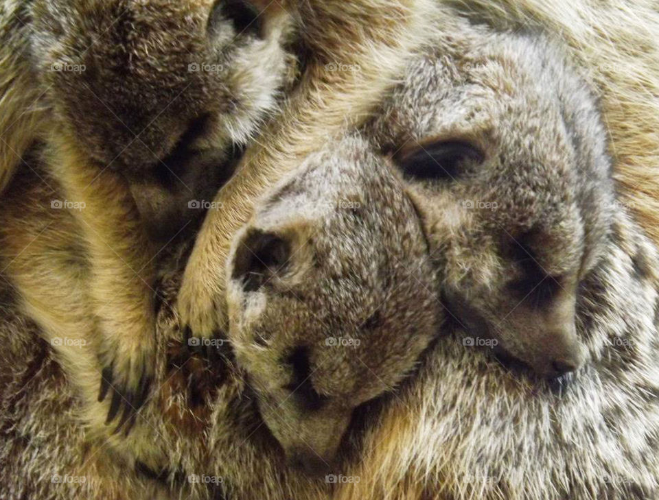Sleeping Meerkats Dogpile. These baby meerkats piled on top of each othey and slept this way for a long time. photographed at the Kansas City Zoo.