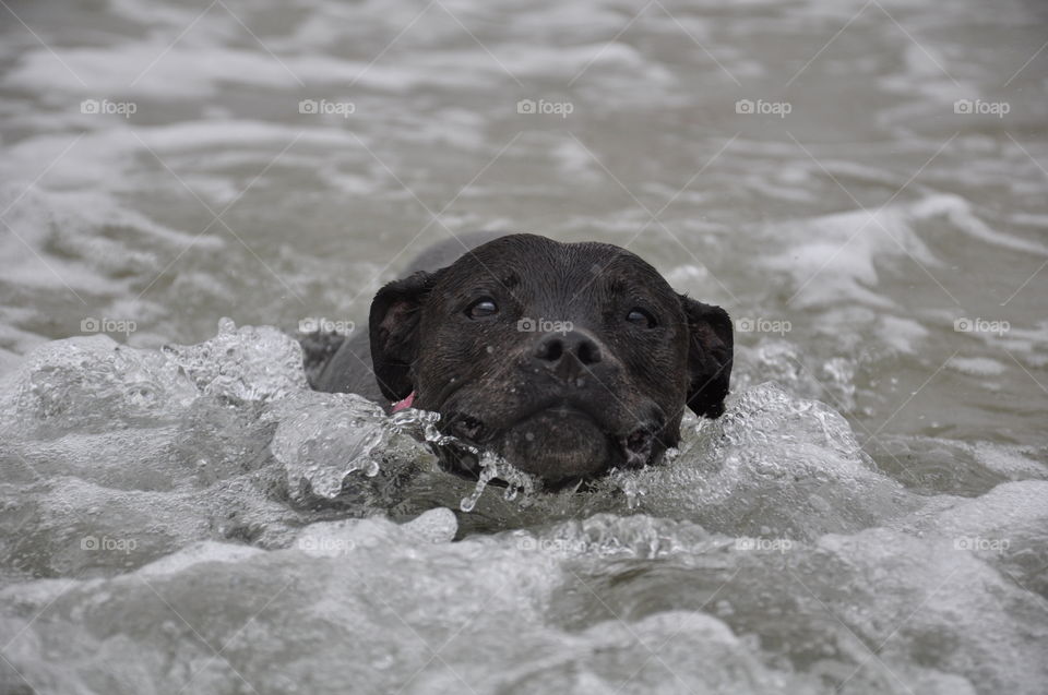 Staffordshire Bull Terrier swimming in the ocean surf
