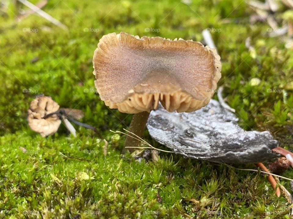 Mushroom 