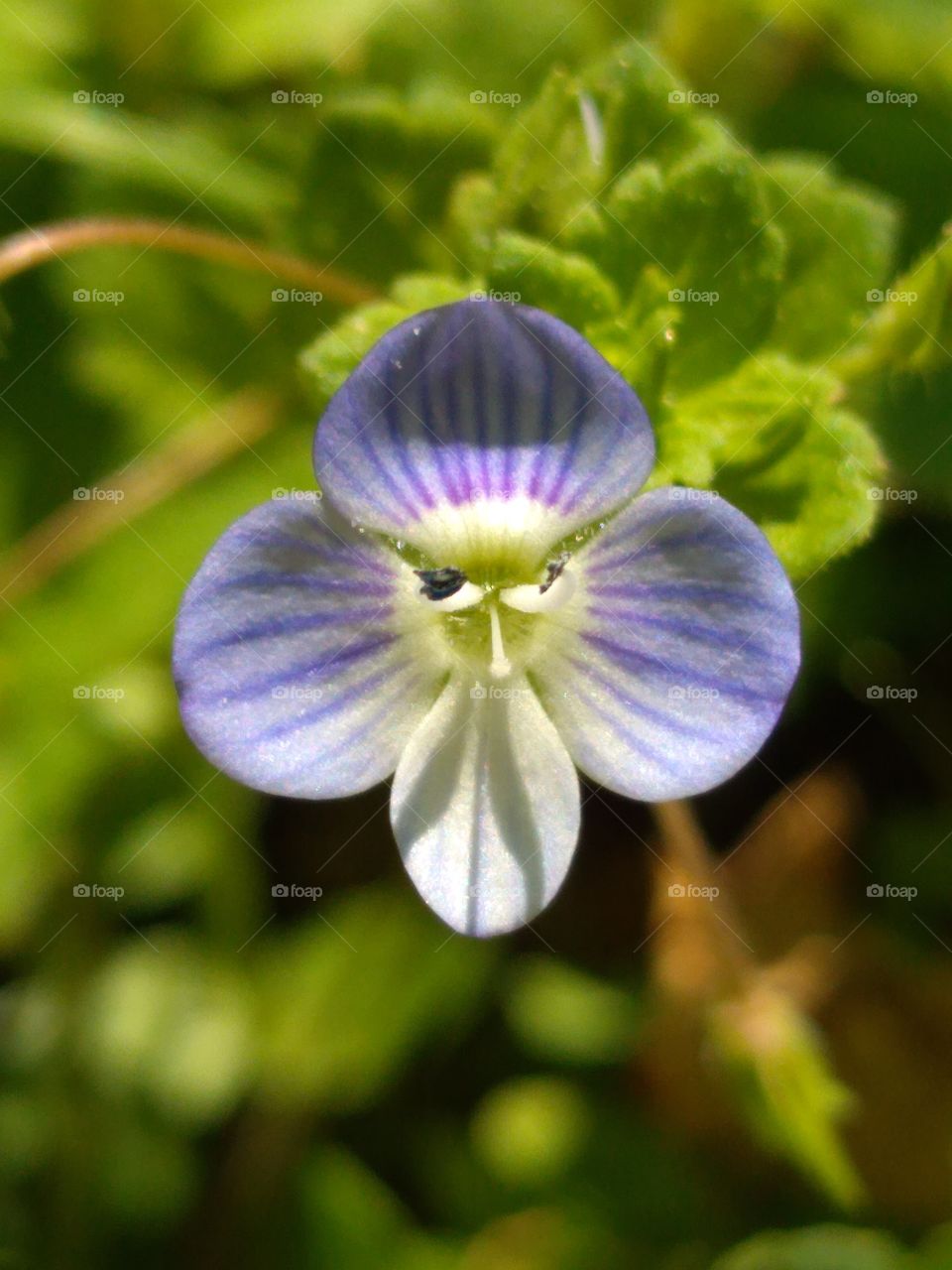 beautiful flower