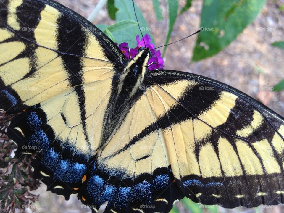 Yellow butterfly close up