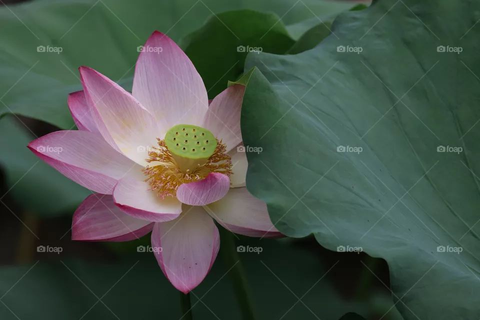 lotus in summer