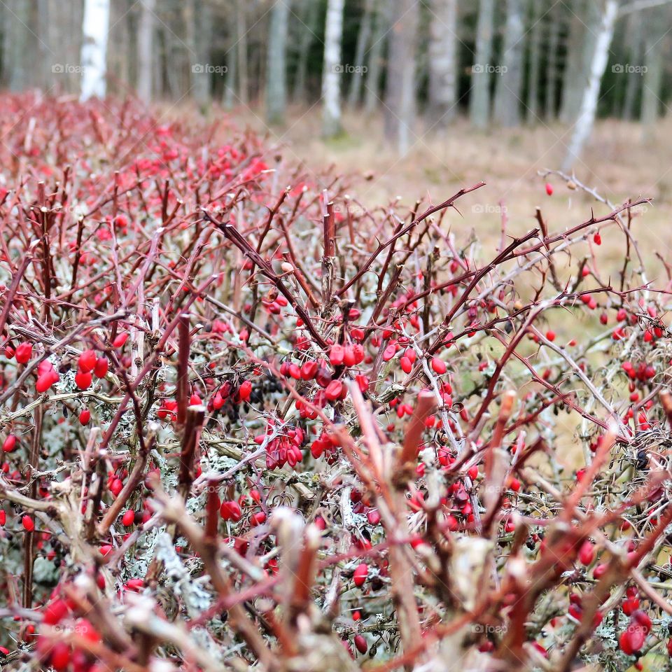 Barberry