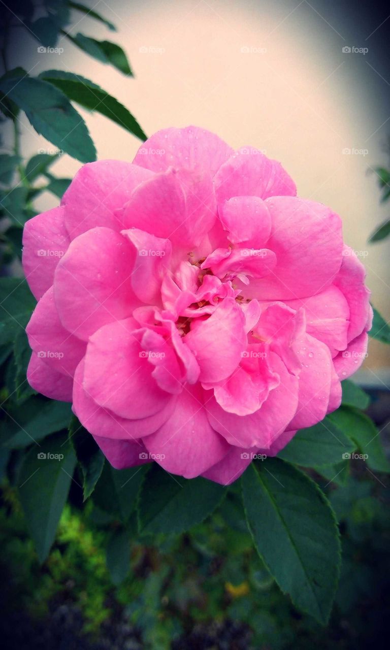 Rose Flower closeup