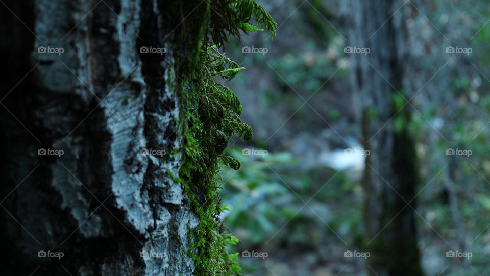 Moss partially covering bark of a conifer, stream in background