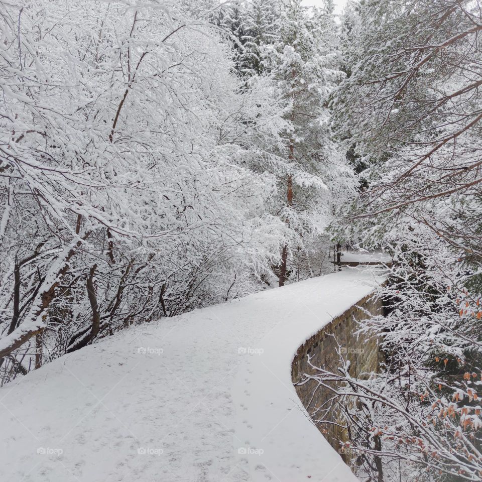 Winter path in the snowy forest