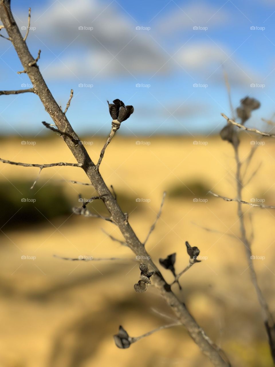 An afternoon at The Pinnacles of Western Australia