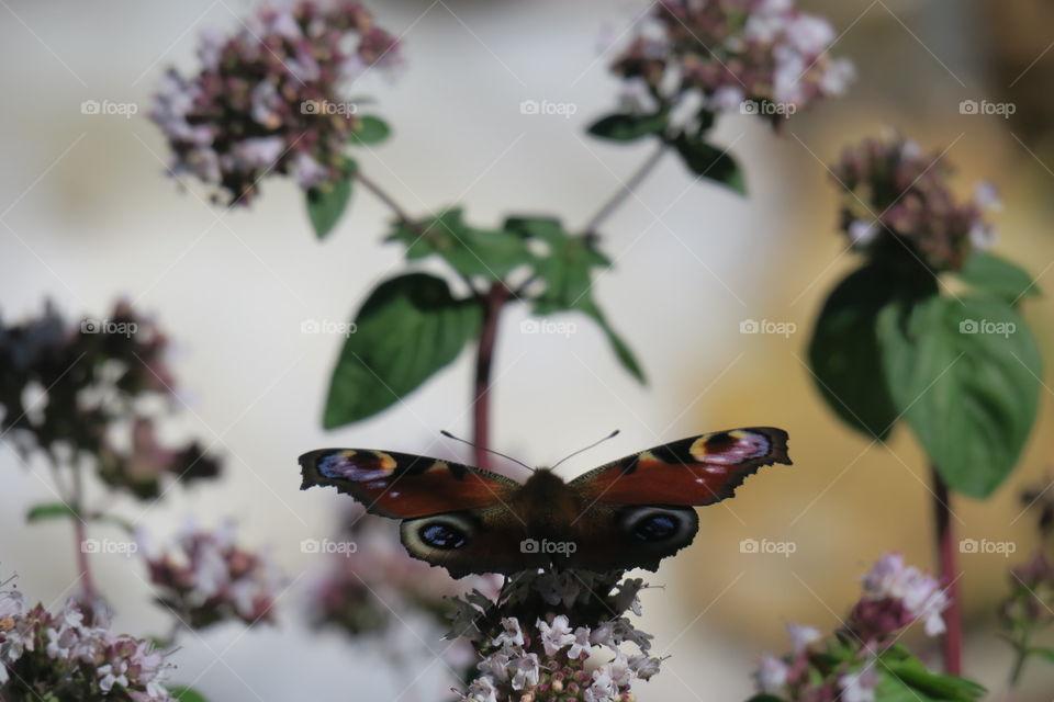 Peacock on oregano plant