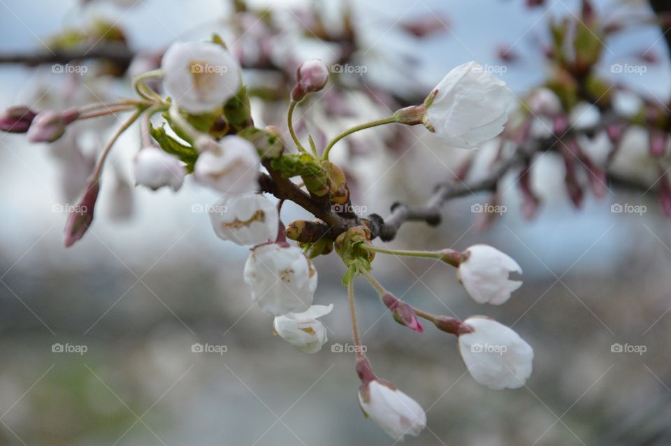 Cherry blossom white