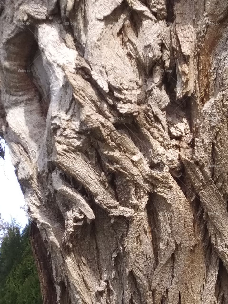 bark texture