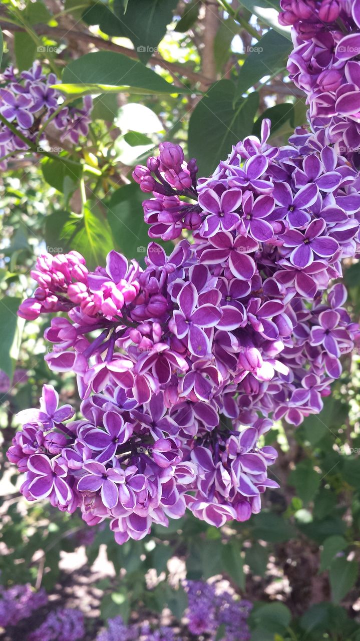 Lilac  purple