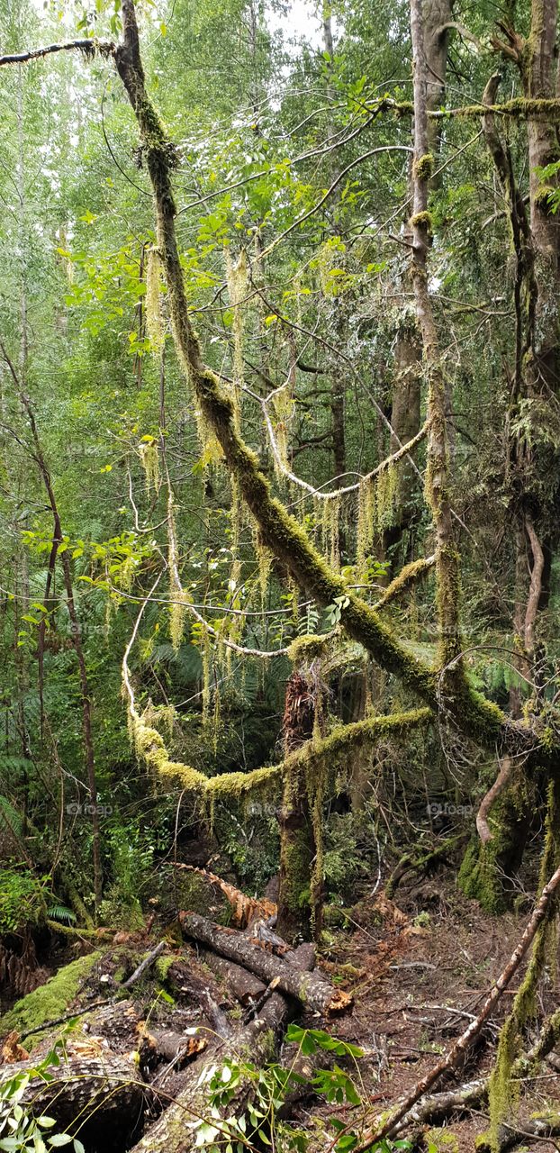 Forest tree moss