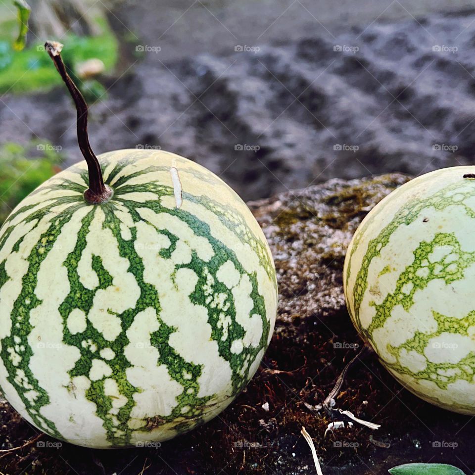Melons by the garden