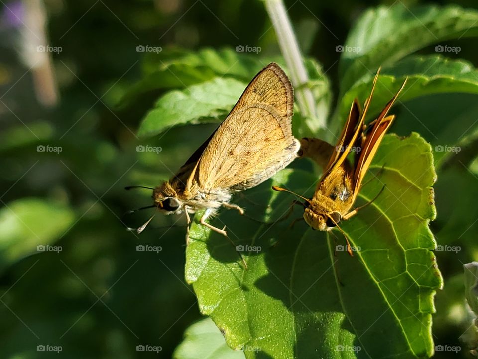 A female and male couple of fiery skipper butterflies in coupulation ( Hylephila phyleus )