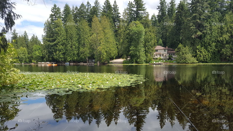 lily pond