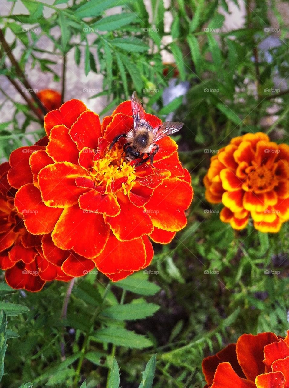 Close-up of bee pollinating a French marigold (Tagetes patula)