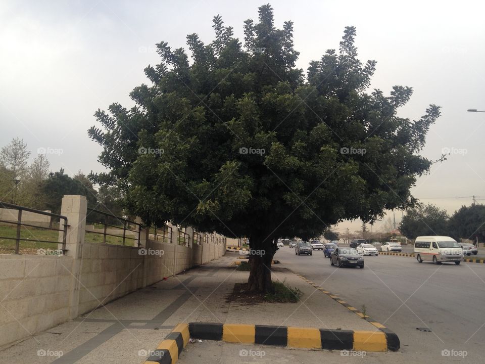 Big tree on sidewalk 