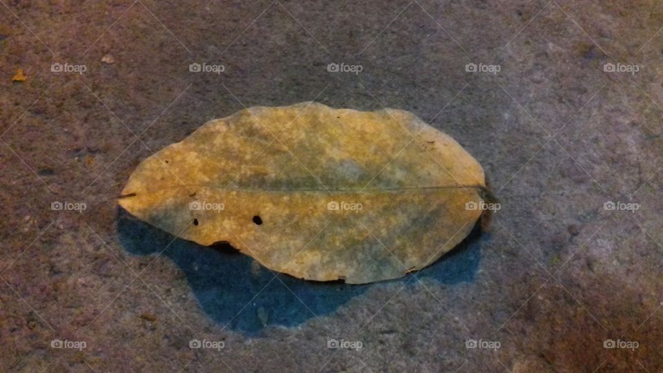 Lonely leaf on street