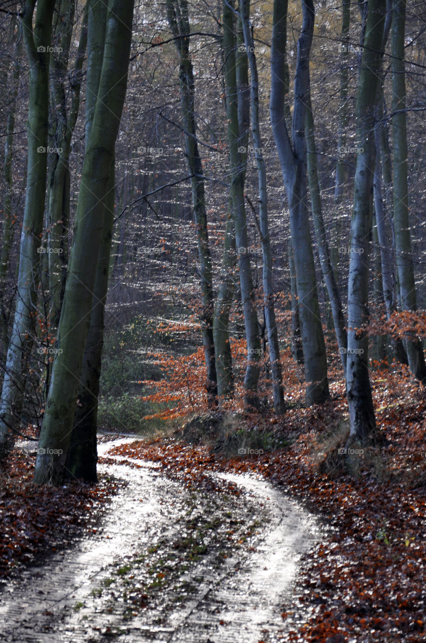 Beautiful forest after the rain in Gdynia, Poland