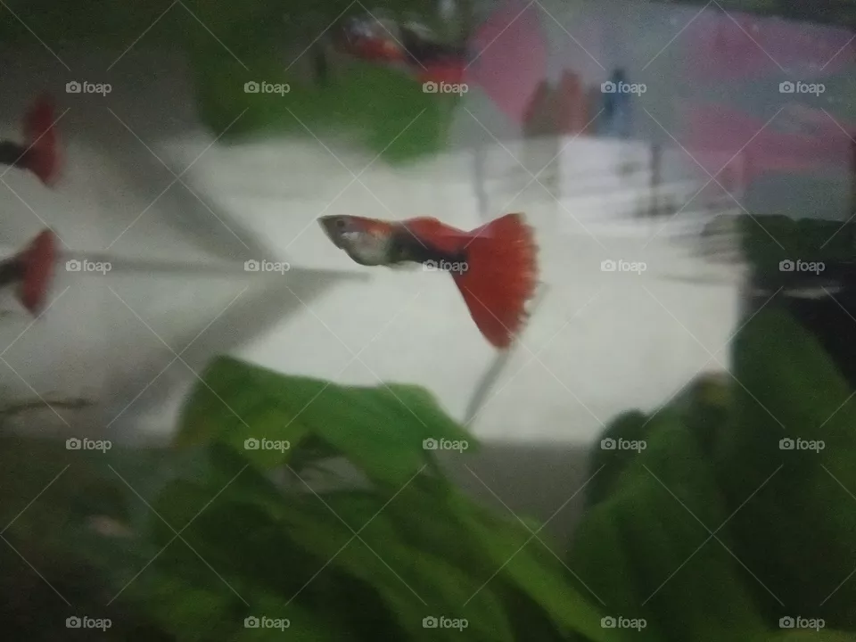 fish