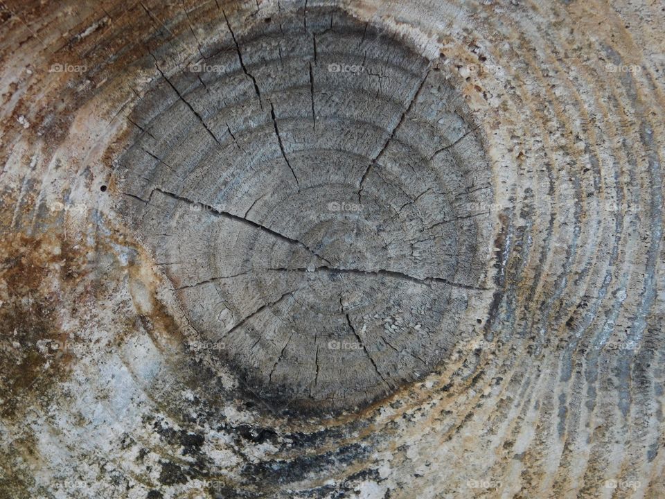 Aging the Tree Stump