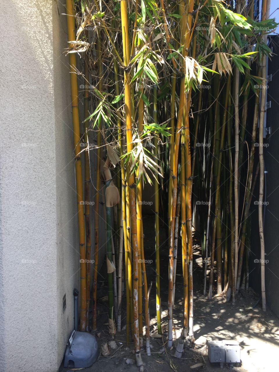 Bamboo