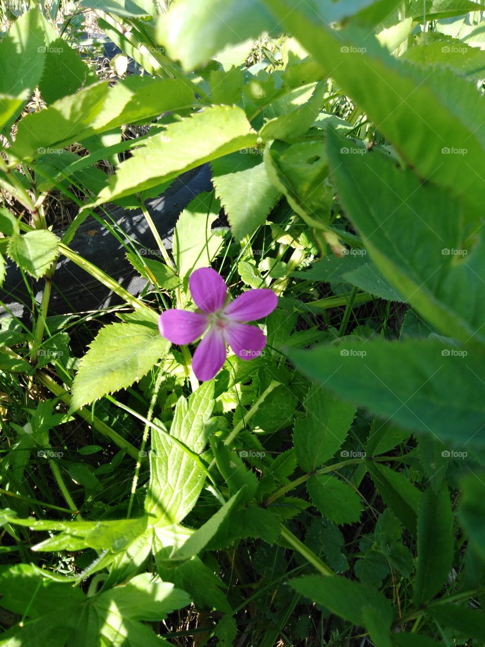 Полевой цветок