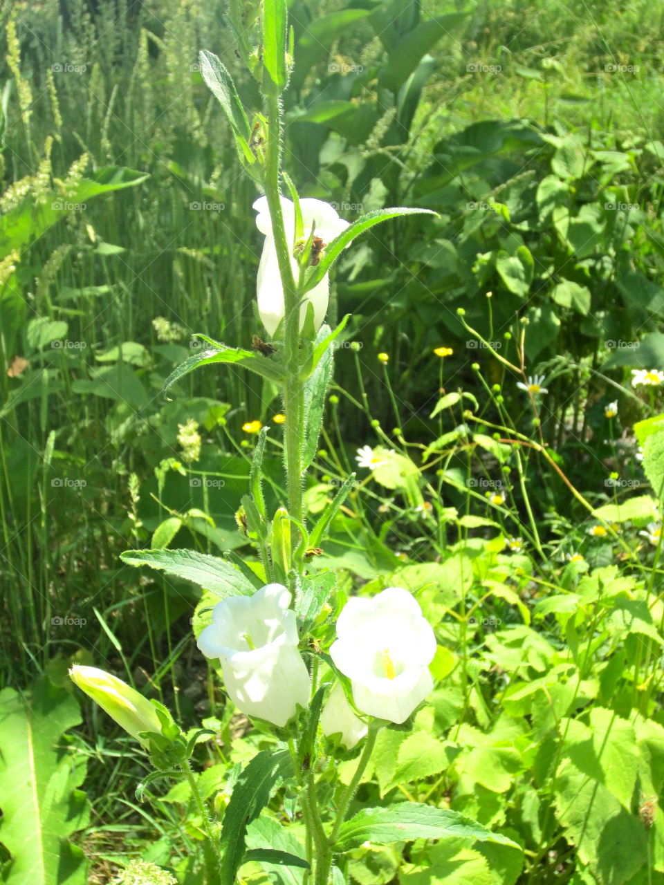 Nature, Flora, Leaf, Summer, No Person