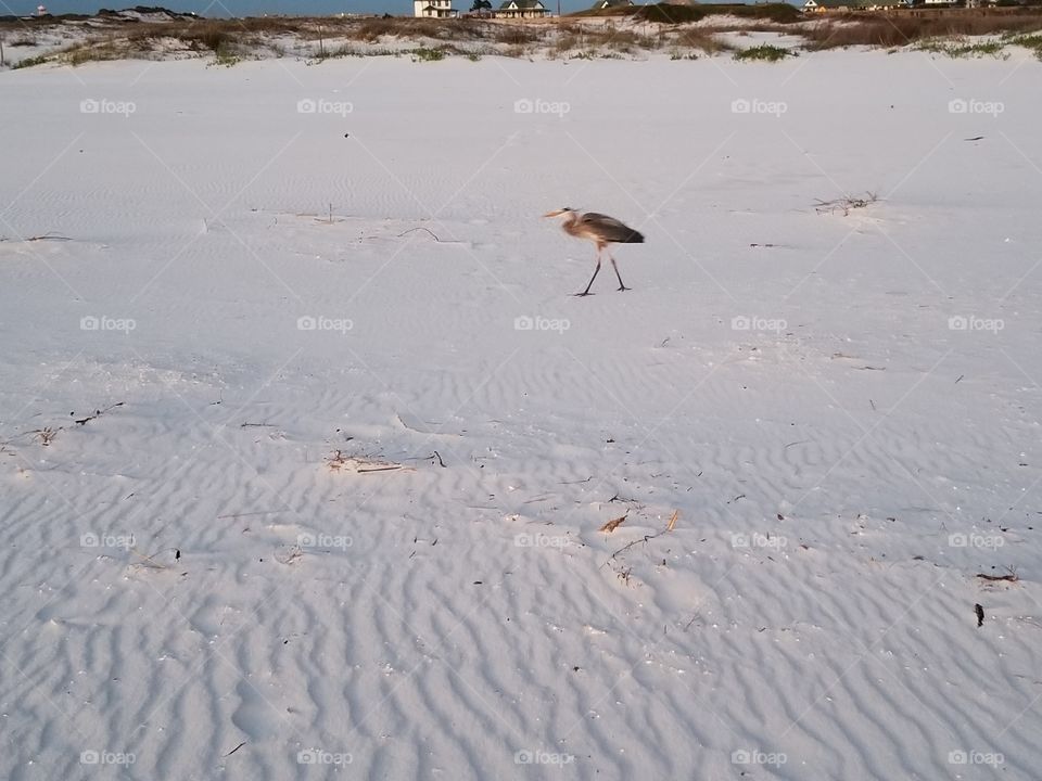 fort pickens beach bird pensacola